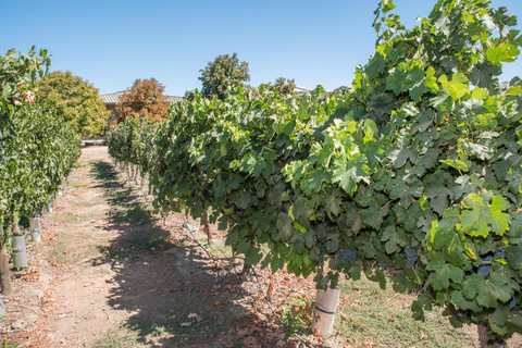 Santa Rita: Tour + degustação de vinhos premium + transporte particular