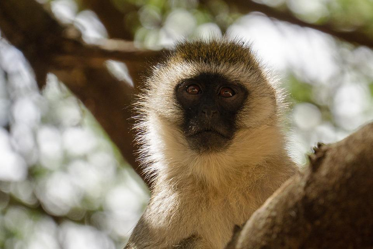 Zanzibar: tour di 2 giorni e 1 notte al Parco Nazionale di Mikumi in barca