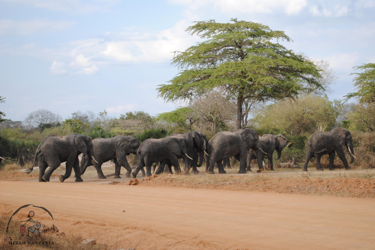 Selous : Un safari hors route d&#039;une journée au départ de Zanzibar