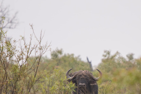 Pilanesberg Nature Safari: Guided Wildlife Tour Morning Safari Experience