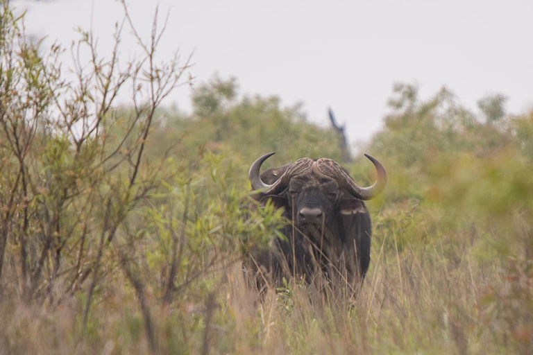 Pilanesberg Nature Safari: Guided Wildlife Tour Morning Safari Experience
