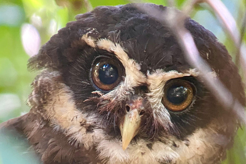 Parque Manuel Antonio: Visita guiada a pie con un naturalistaTour privado