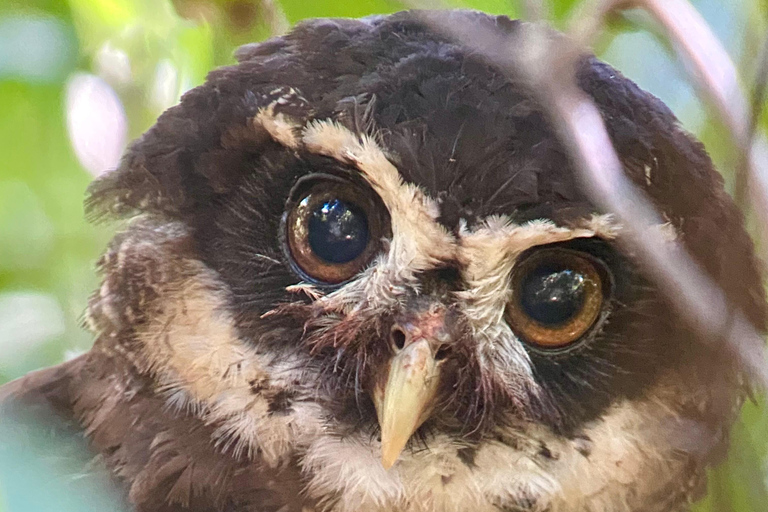 Park Manuel Antonio: Wycieczka z przewodnikiem piesza z przyrodnikiemWycieczka prywatna