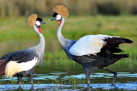 Kigali: Wildlife Rescue & Wetland Conservation Experience