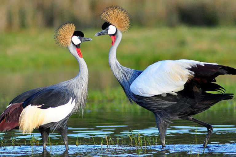 Kigali: Wildlife Rescue & Wetland Conservation Experience