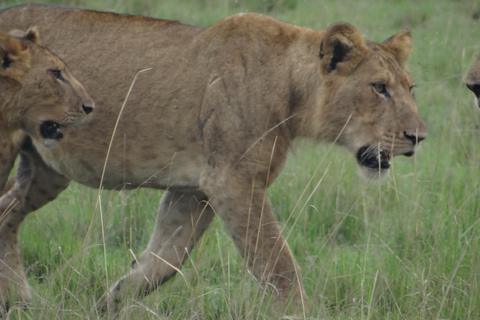 Ab Kigali: 2-tägige Akagera-Nationalpark-Safari mit Boot