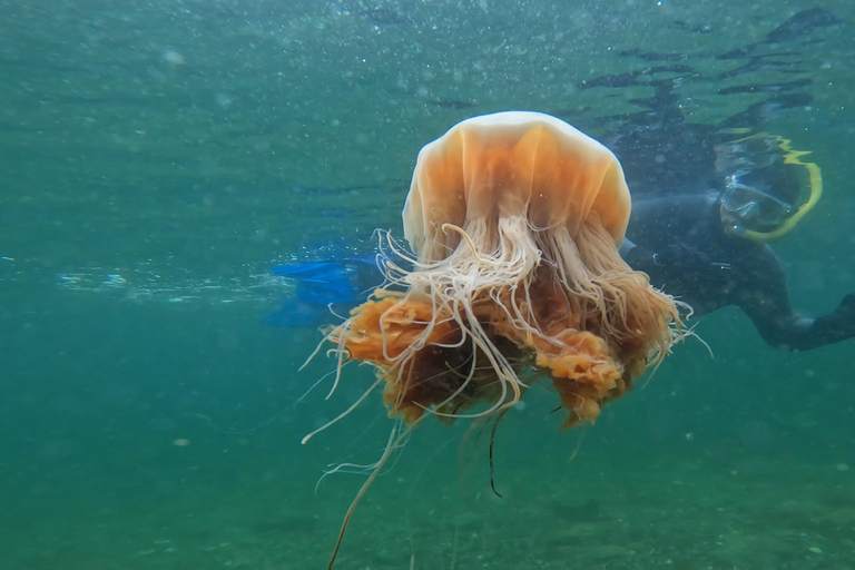 Ketchikan, Alaska: The Mountain Point Snorkeling Adventure Ketchikan, Alaska: Snorkeling Tour all inclusive. 3 Hours.