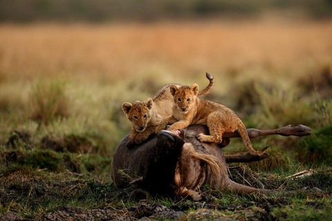 Expédition privée de migration des merveilles de la faune et de la flore