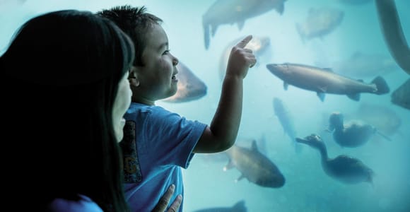 Queenstown: Hidden Underwater Theatre Experience
