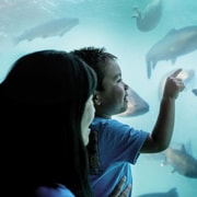 Queenstown: Hidden Underwater Theatre Experience Queenstown: Hidden Underwater Theatre Experience
