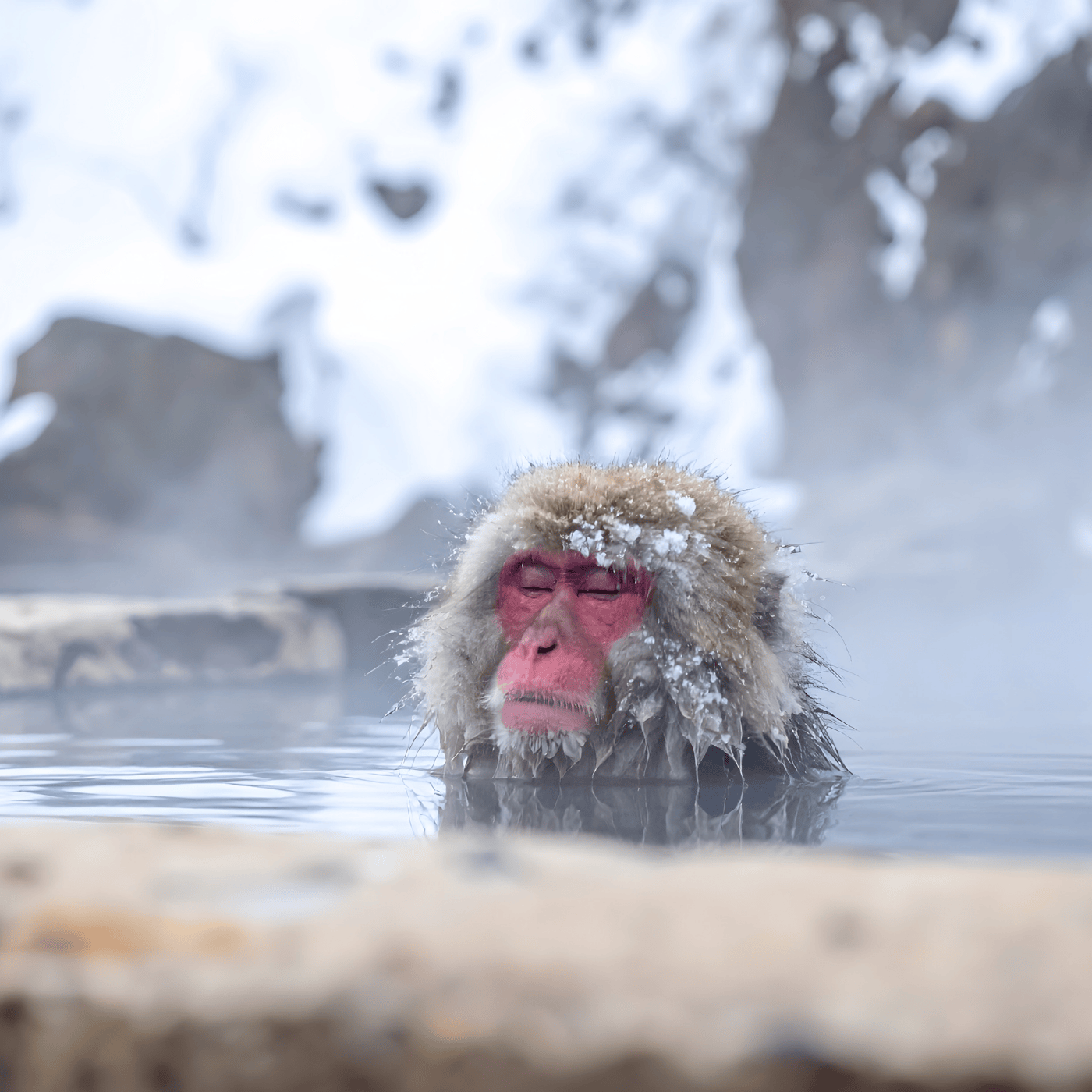 Nagano/Tokyo: Schneeaffen-Tour im Privatwagen, Abholung und Rückfahrt vom Hotel