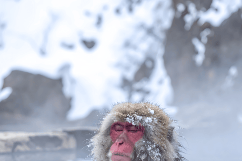 Nagano/Tokyo: Snow Monkey Private Car Tour Hotel Pick & Drop
