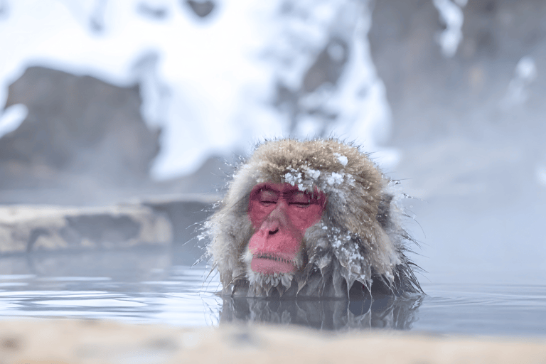 Nagano/Tokyo: Snow Monkey Private Car Tour Hotel Pick & Drop