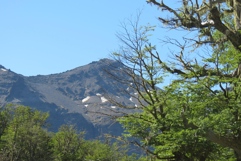 San Martín de los Andes: Half-Day Tour to the Mallin Grande