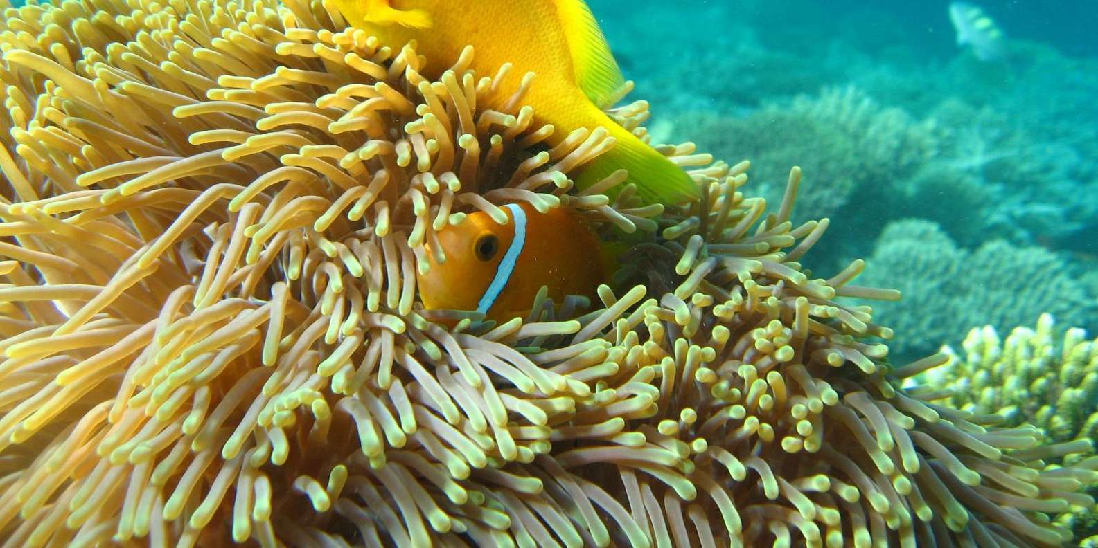 Bali, Amed Snorkeling, Kayak, and Paddle Board Tour