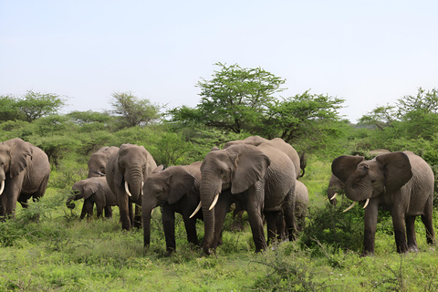 Arusha: Safári de 3 dias em Tarangire, Lago Manyara e Ngorongoro