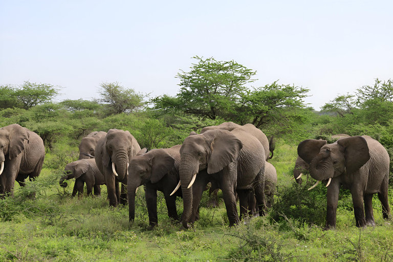 Arusha : Safari de 3 jours au Tarangire, au lac Manyara et au Ngorongoro