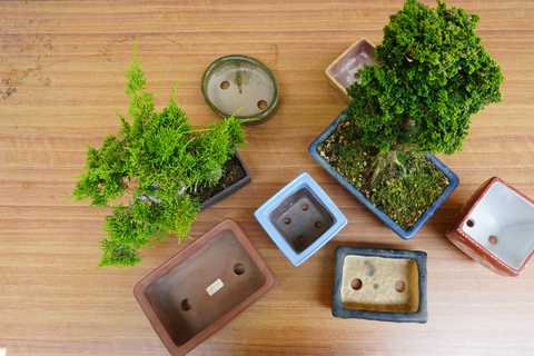 Hiroshima : expérience personnalisée de bonsaï et wabi-sabiHiroshima : expérience personnalisée autour du bonsaï et du wabi-sabi