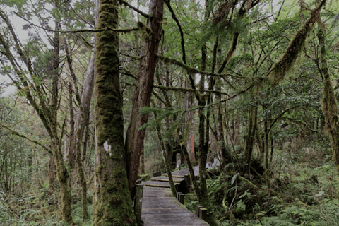 De Taipei: Tour particular de um dia pela Floresta Nacional de Taipingshan