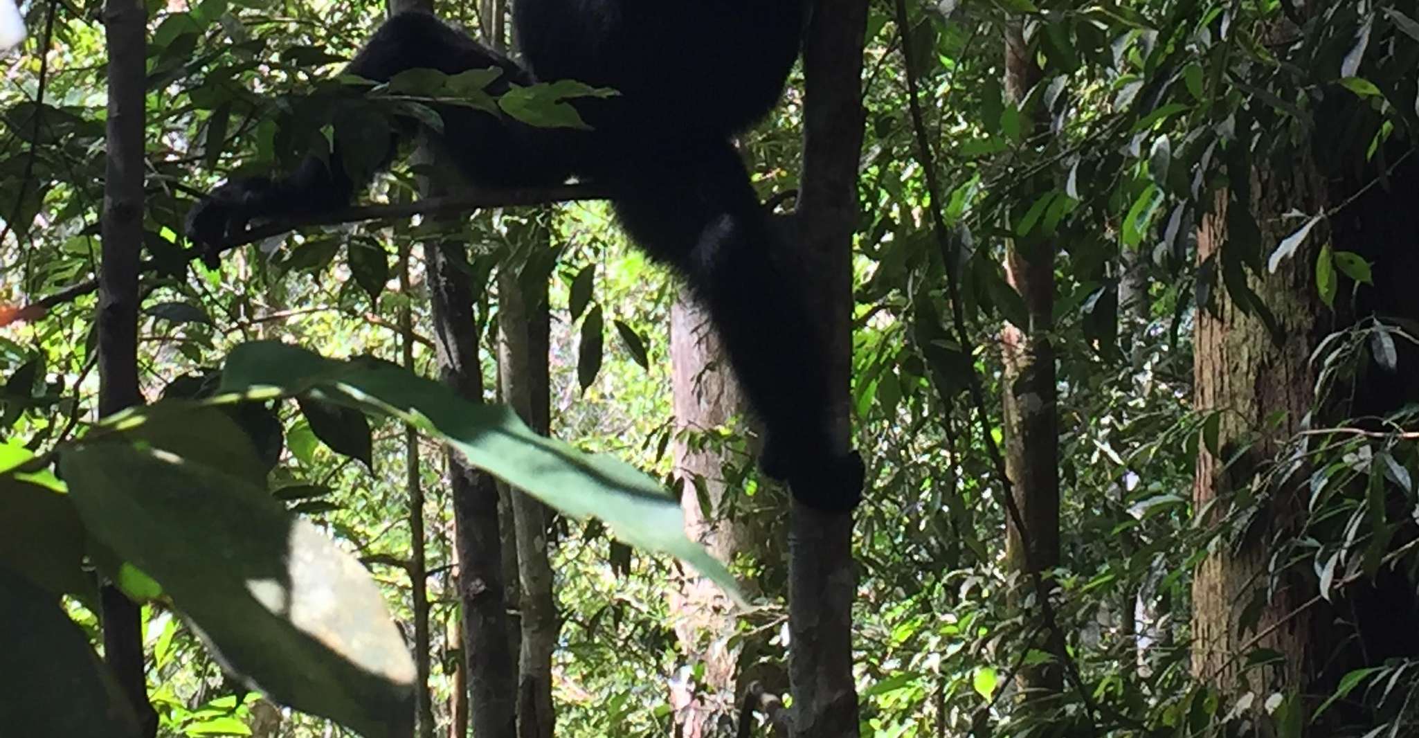 Suitetrails - From Medan, 4 day tour to Bukit Lawang incl. jungle trek