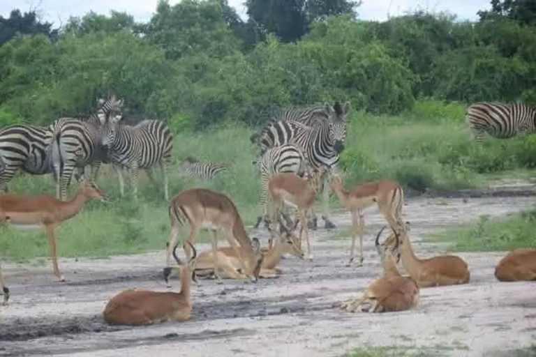 Livingstone: Victoria Falls, Rhino Encounter, & Chobe Safari