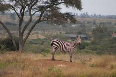 Safari en el Parque Nacional de Nairobi con recogida y regreso gratuitos