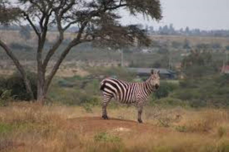 Passeio de carro pelo Parque Nacional de Nairobi com recolha e entrega gratuitas