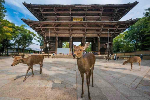 Kyoto & Nara: Private Guided Tour with Hotel Pickup