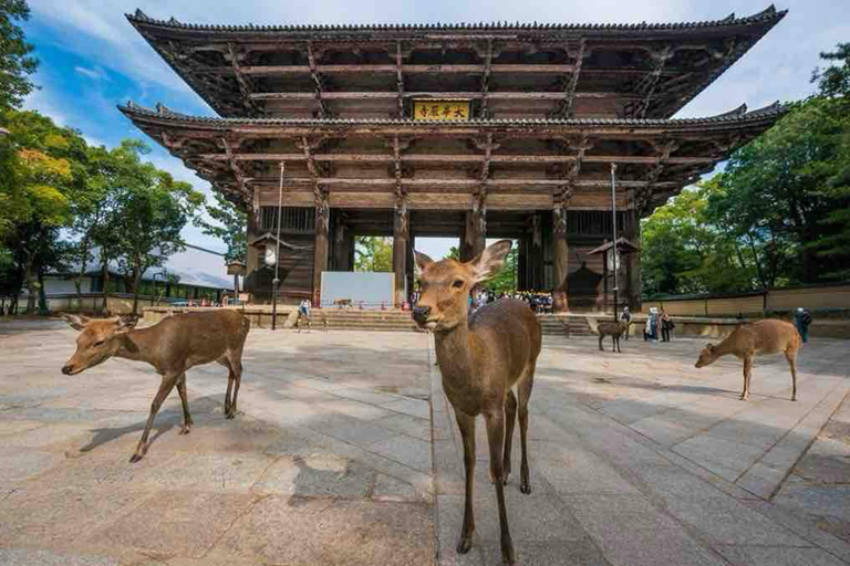 Kyoto & Nara: Private Guided Tour with Hotel Pickup
