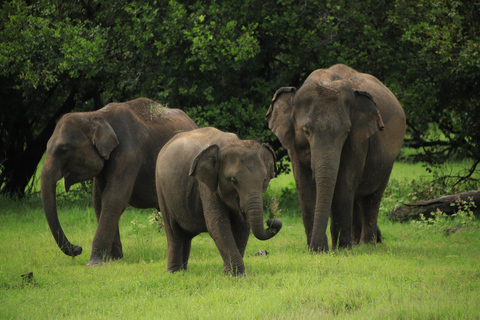 Polonnaruwa Ancient City & Minneriya Safari Full-Day Tour