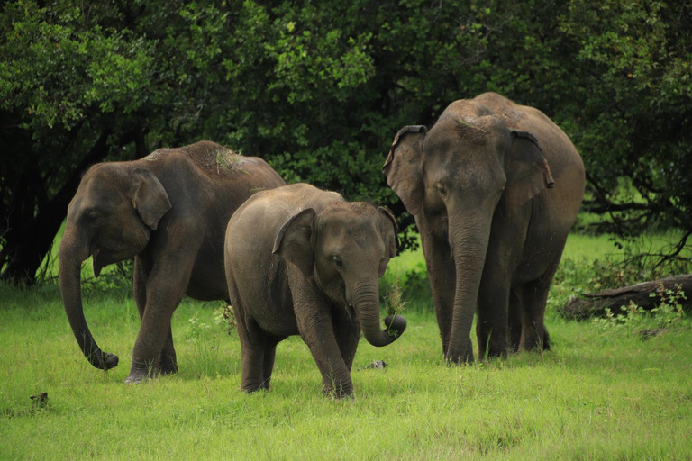 Polonnaruwa Ancient City & Minneriya Safari Full-Day Tour