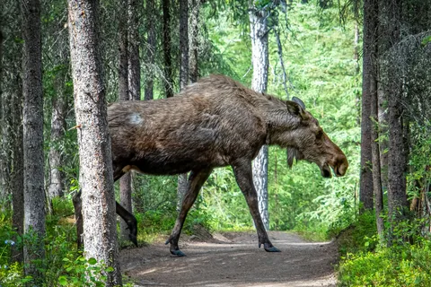 Wildtier-Safari mit Lagerfeuer-Abendessen ab Helsinki