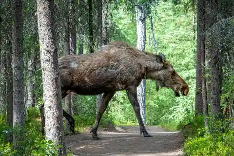 Wildlife safari with campfire dinner from Helsinki