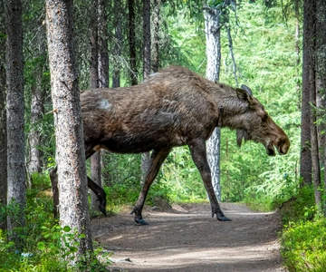 Safari z dziką przyrodą i kolacja przy ognisku z Helsinek