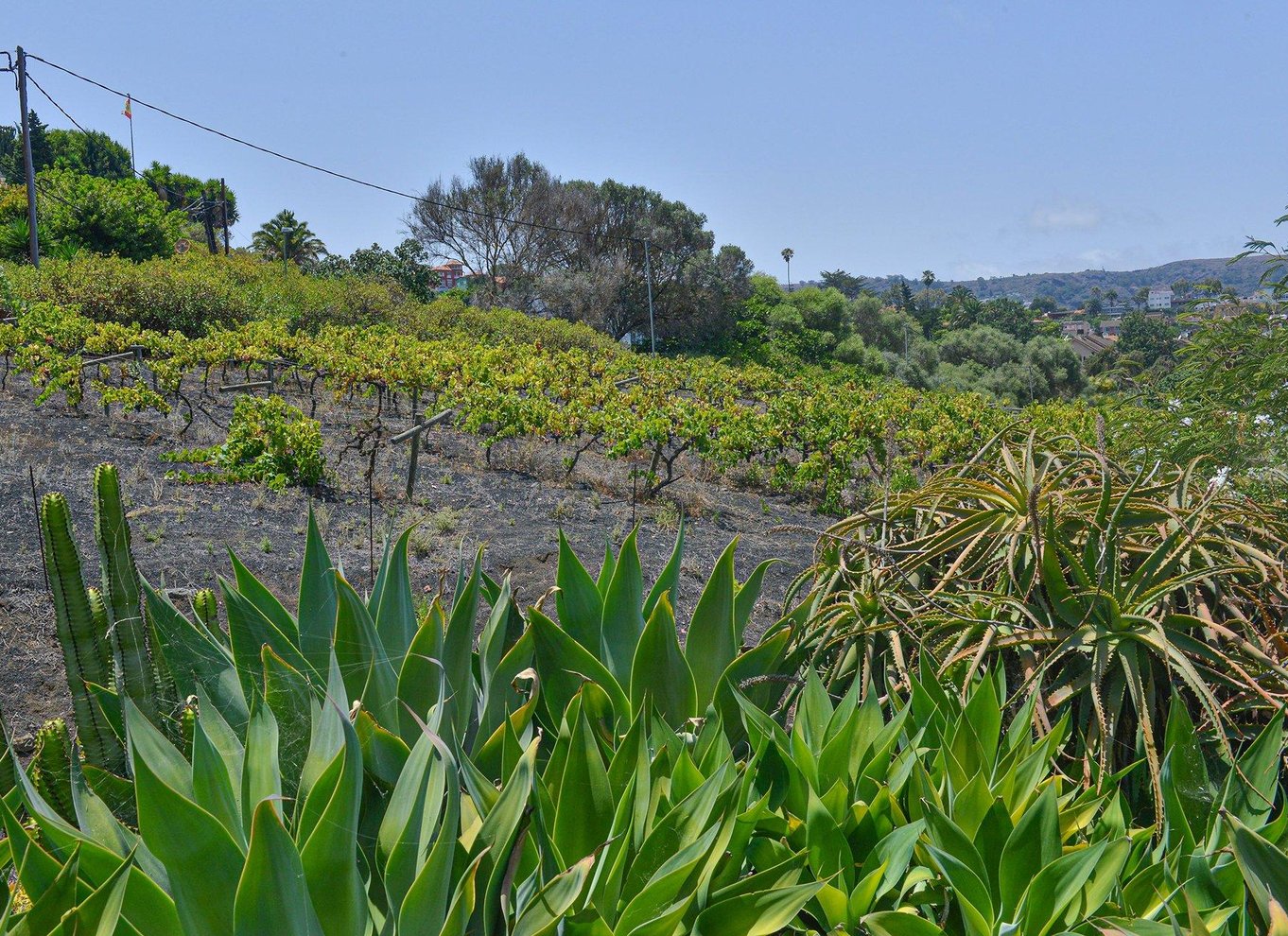 Gran Canaria: Rundvisning på vingård, vinmuseum og vinsmagning