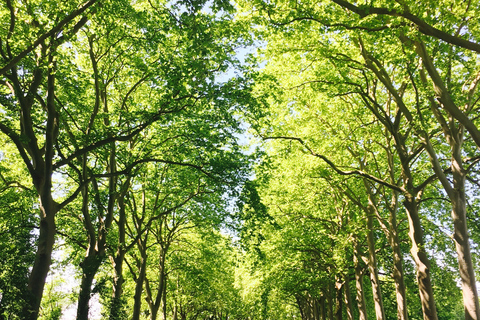 Riquet Cruise: Discover the Canal du Midi in Toulouse