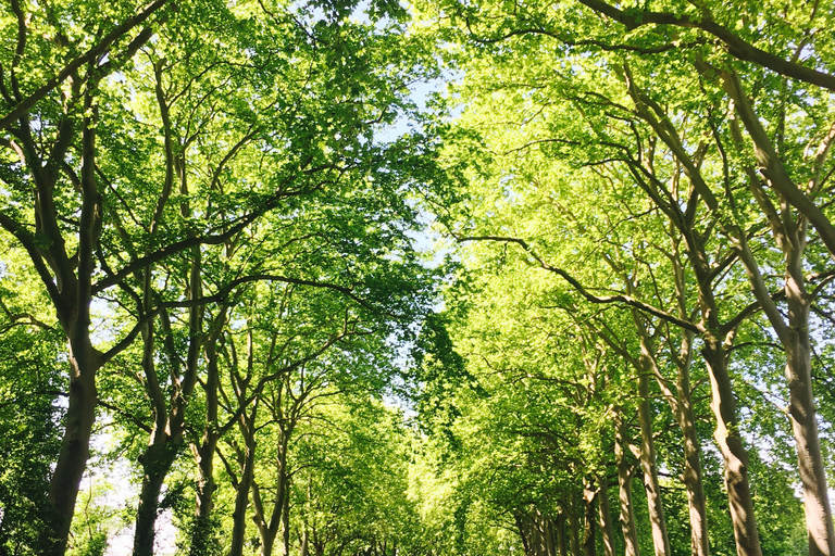 Riquet Cruise: Discover the Canal du Midi in Toulouse