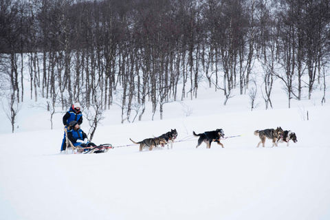 From Tromsø: Advanced Dog Sledding Tour at Camp TamokAdvanced Dog Sledding Tour: Daytime Departure