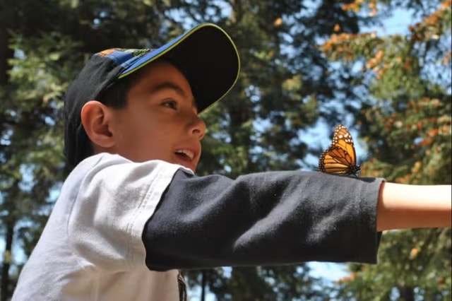 Morelia: Monarch Butterfly Sanctuary Tour