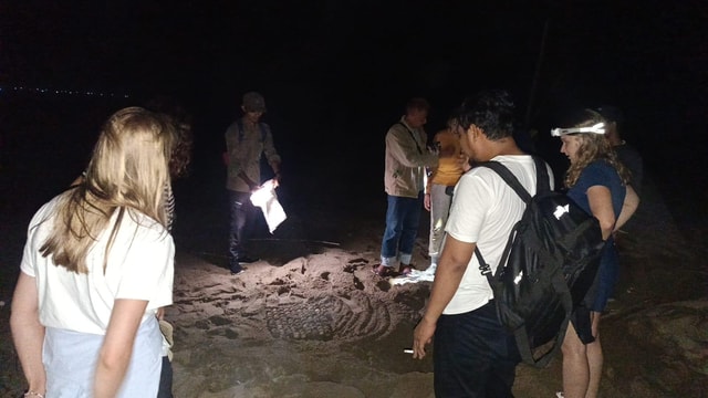 Sukamade Beach Turtle Conservation 2-Day Tour