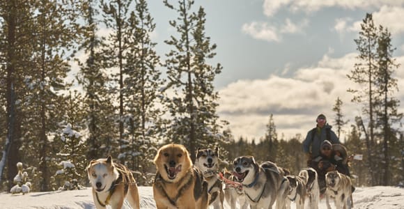 Kiruna: Family-friendly Short Husky Tour with Coffee