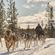 Kiruna : courte excursion en traîneau à chiens avec café