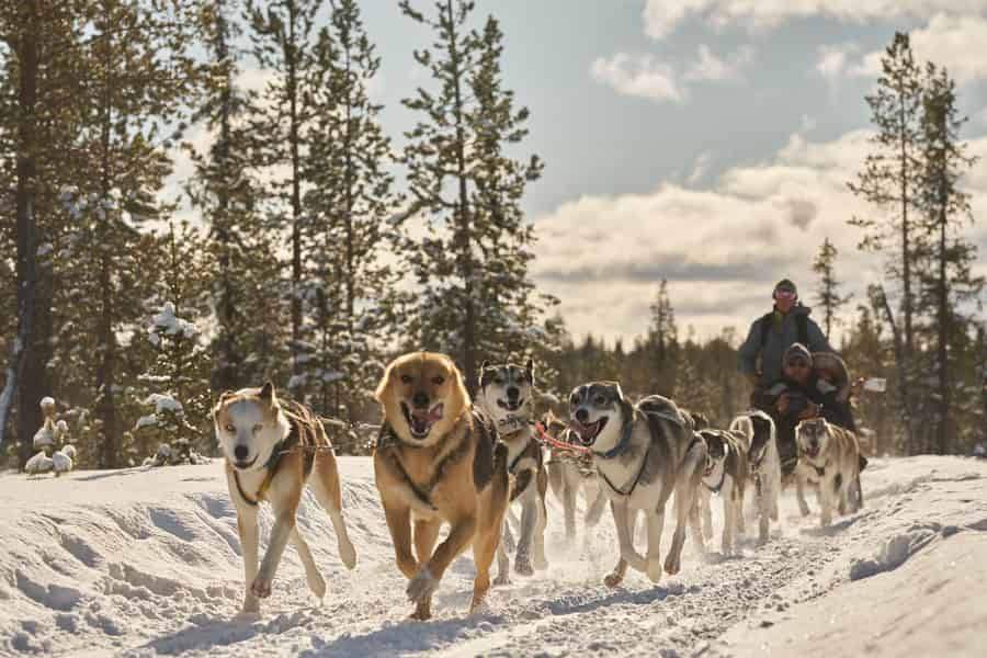 Kiruna: Familienfreundliche kurze Husky-Tour mit Kaffee. Foto: GetYourGuide Kiruna: Familienfreundliche kurze Husky-Tour mit Kaffee. Foto: GetYourGuide