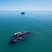 Magnetic Island: Sunset Whale Watching Cruise