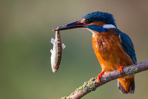 From Galle/Mirissa: Kalametiya Bird Sanctuary Boat Safari Hambantota: Kalametiya Bird Sanctuary Boat Safari-Private