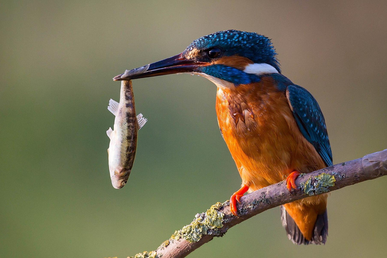 From Galle/Mirissa: Kalametiya Bird Sanctuary Boat Safari Hambantota: Kalametiya Bird Sanctuary Boat Safari-Private