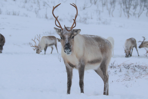 Tromsø: Arctic fjord sightseeing, Reindeer feeding and lunch