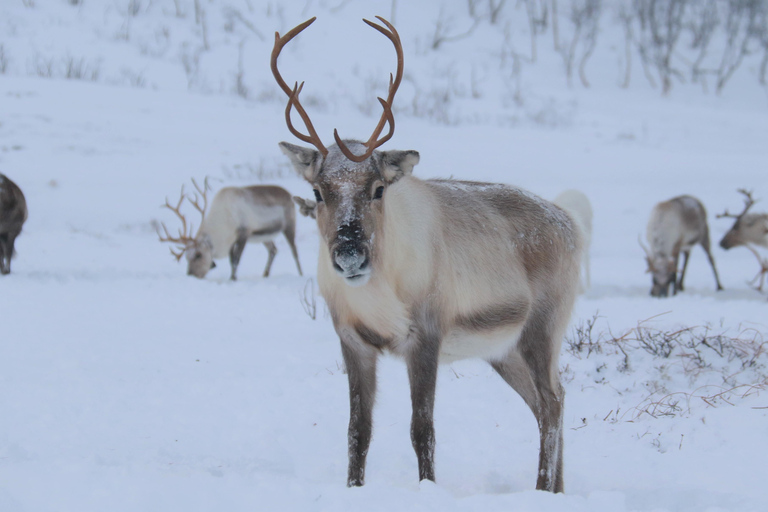 Tromsø: Arctic fjord sightseeing, Reindeer feeding and lunch