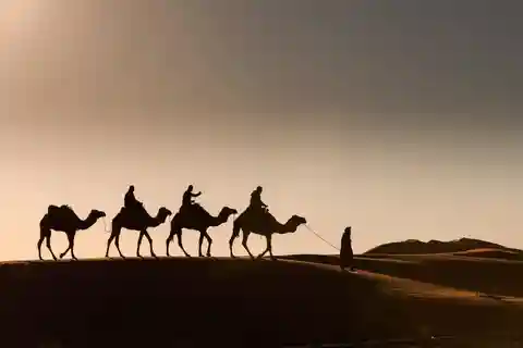 Douz: 01 hour on the back of camels in the desert