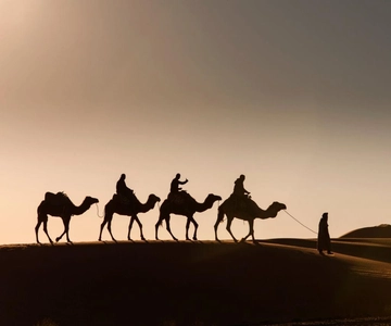 Douz: 01 hour on the back of camels in the desert